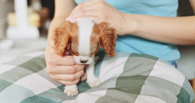 Puppy Playing In Womans' Hands, Teething Pup. SLOW MOTION. Cute baby dog biting owners' fingers, nipping and drooling. Cavalier King Charles Spaniel having fun with human. Cute pet. 