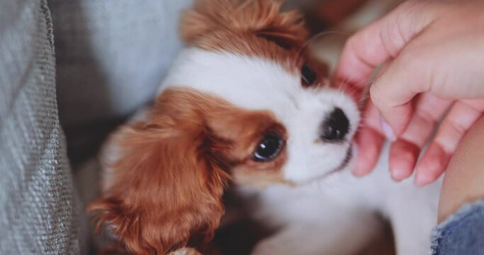 Puppy Playing Destroying Jeans, Teething Pup. SLOW MOTION. Cute baby dog biting and chewing owners' clothes, nipping and drooling. Cavalier King Charles Spaniel having fun with person.