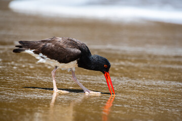 Close-up view of an American Oystercatcher