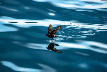 Walking on water: A storm petrel appears to walk on water near the Galapagos islands