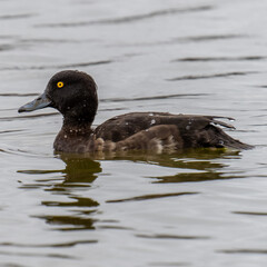 Male tufted duck
