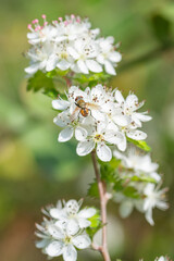 Obraz premium The crataegus marshallii tree flowers in early spring.
