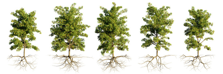 trees with roots, collection of beautiful tree groups isolated on transparent background - 583705931