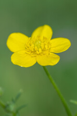 Ranunculus acris is a weed, but it also announces the arrival of spring.