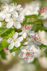  Crataegus marshallii on a spring morning in East Texas.