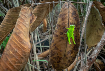green cricket on a leaf