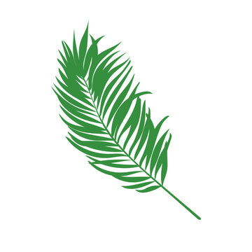 Green vector palm leaf. Isolated on the white background