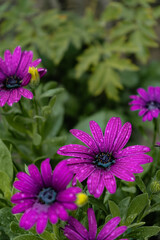Purple flowers in a mystical garden on a mysterious fairy tale summer floral background. Fantastic nature, dreamy landscape. Toning in restrained, dark tones and shades.
