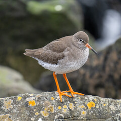 Redshank on a rock by the coast