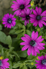 Purple flowers in a mystical garden on a mysterious fairy tale summer floral background. Fantastic nature, dreamy landscape. Toning in restrained, dark tones and shades.