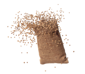 Coriander seed fly throw up in Sack Bag, brown coriander seed float explode, abstract cloud fly. Dried coriander seeds splash throwing in Air. White background Isolated high speed shutter, freeze