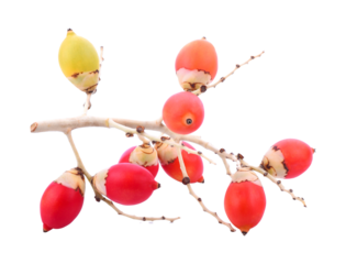 Betel nut transparent png