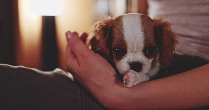 Cute Sleepy Puppy In Womans' Hands. SLOW MOTION. Little baby dog relaxing. Cavalier King Charles Spaniel pup taking a nap. Calm stress free footage, cinematic evening. Therapy dog breed. Comfort zone.
