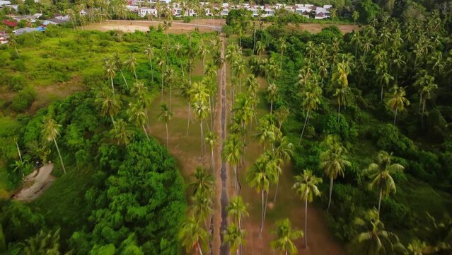 Drone flying above palm trees grove and pathway on green island in asian country with touristic hotel on background. Aerial landscape of route for trekking in rainforest filmed at warm summer day