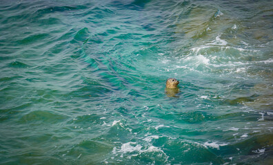 Cute Seal in Ocean at La Jolla California