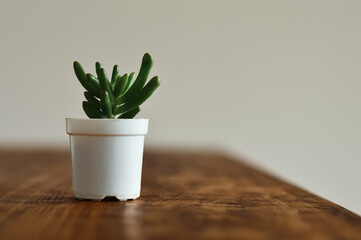 Little plant on table