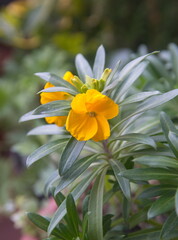 Fototapeta premium Erysimum cheiri in bloom, yellow flowers, ornamental plant