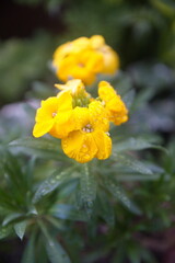 Erysimum cheiri in bloom, yellow flowers, ornamental plant