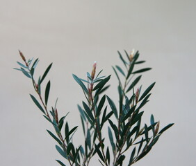 Growing callistemon, ornamental and medicinal plant, on grey background