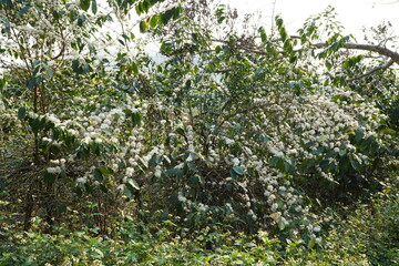 Coffee flower. Blooming coffee tree. White flowers. In the farm, coffee trees bloom with white flowers. farmer's garden close up of coffee flower under sunlight