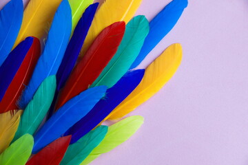 Colored feathers background, vibrant colorful decor, on lilac pink background