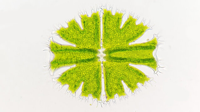 Freshwater microalgae from desmid group, Micrasterias apiculata. Freshwater phytoplankton. Live cell. Selective focus