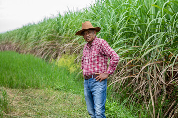 Naklejka na ściany i meble Elderly Asian man farmer wearing a shirt and cowboy hat looking at the camera standing on sugar cane plantation.
