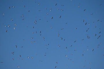 Seagulls flying high in the blue sky.