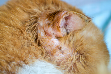 red cat with a wounded ear after a fight with another cat. High quality photo