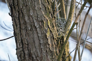 Obraz premium Long-tailed woodpecker nests near a tree trunk.