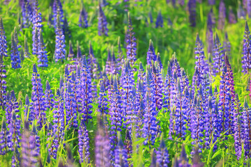 meadow springtime wild flowers lupine background copy space