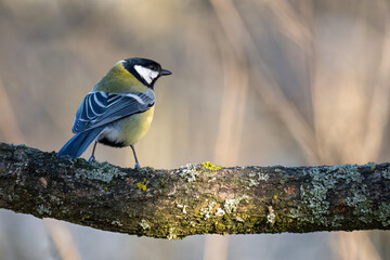 Great tit sitting on a twig.