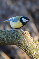 Great tit sitting on a twig.