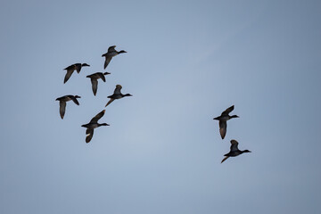 Fototapeta na wymiar A flock of ducks flying in the sky.