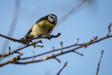 Blue tit sitting on a twig.