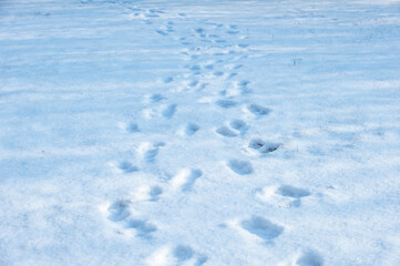 Heavy winter snow covers the sidewalks and plant landscapes of urban parks