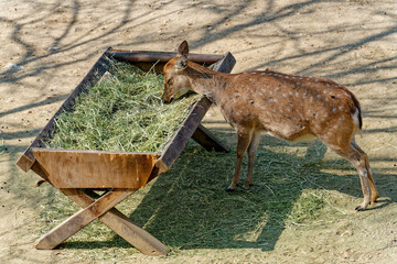 a young deer feeding on the brook