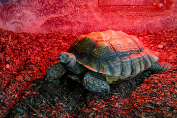 a land turtle maintaining its body temperature under artificial lighting