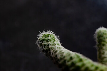 Close-up of cactus shot with macro lens