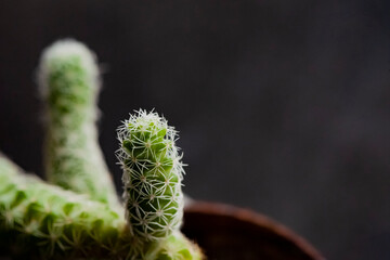 Close-up of cactus shot with macro lens