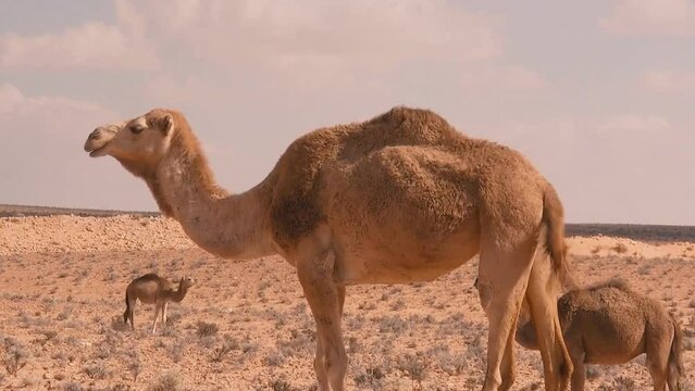 Wadi al-Sirhan, northern Saudi Arabia. View of camels in the desert.