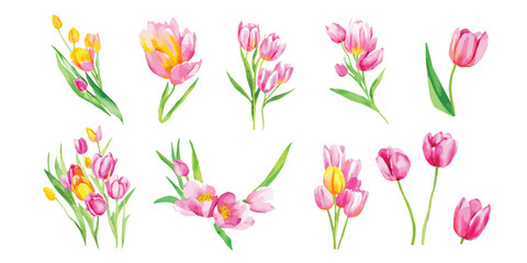 Pink tulip flowers isolated on a white background, collection of flowers for creating invitations, cards, greetings cards in vintage style.