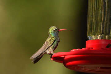 Broad-billed Hummingbird at a feeder