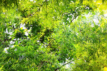 tropical greenery leaves abstract background jungle nature rainforest