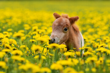 Little pony foal in the field with flowers
