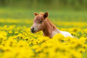 Little pony foal running in the field with flowers