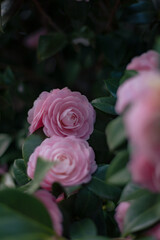 Blossom of camelia japonica, Uso Otome variety, light pink petal camellia, japanese camellia