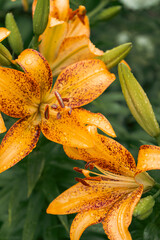 Lily flower with rain drops. Desktop wallpaper. raindrops. lily. Close-up of a lily flower with...