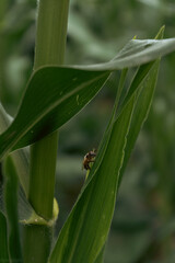 Lily flower with rain drops. Desktop wallpaper. raindrops. lily. Close-up of a lily flower with raindrops on the petals. Beauty in nature. Summer flowers. Mother's day card, women's day.