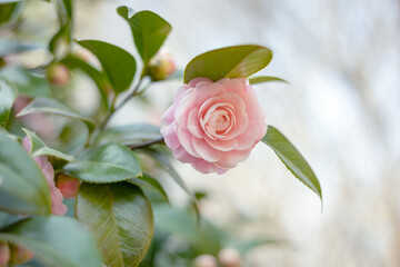 Close up shot of a pink Japanese Camellia flower with green leaves, Japan March 2023